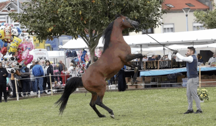 gal_noia cavalos